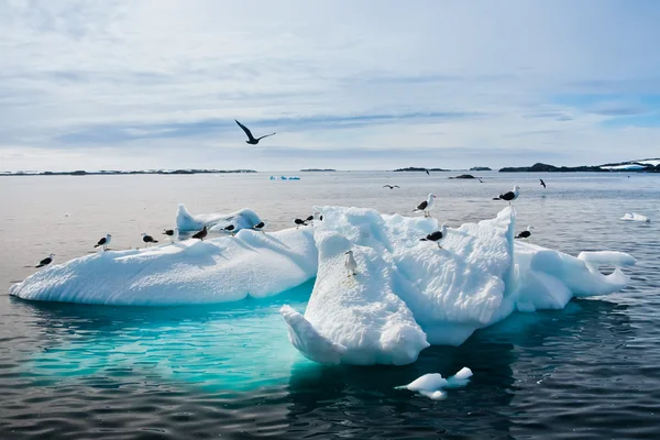 Sirályok az Antarktiszon — Stock Fotó