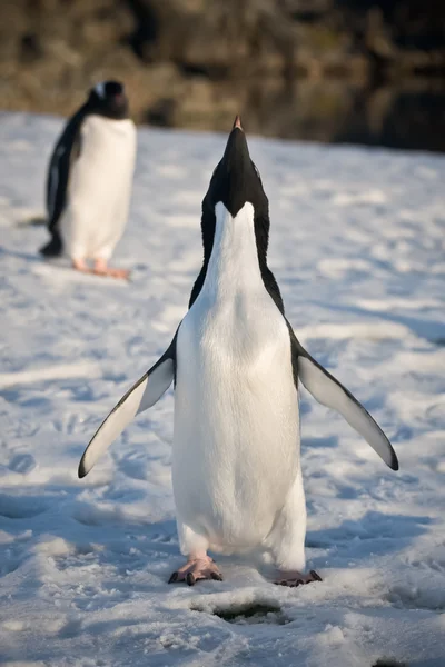 Dos pingüinos en la Antártida —  Fotos de Stock