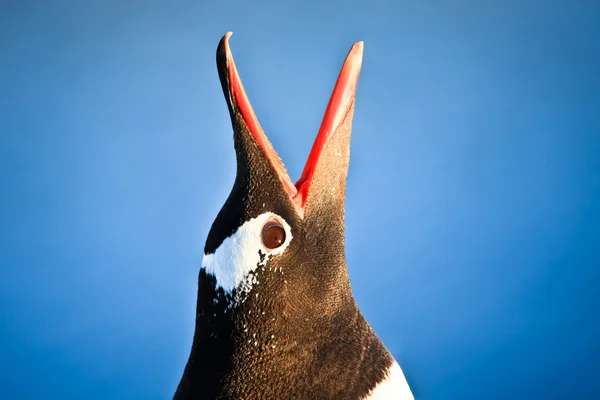 Pingwinów na Antarktydzie — Zdjęcie stockowe