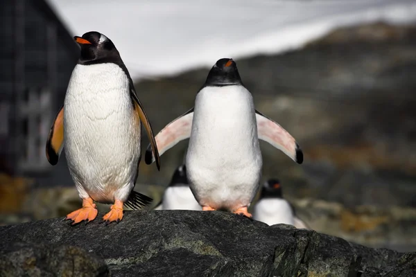Pinguini in Antartide — Foto Stock