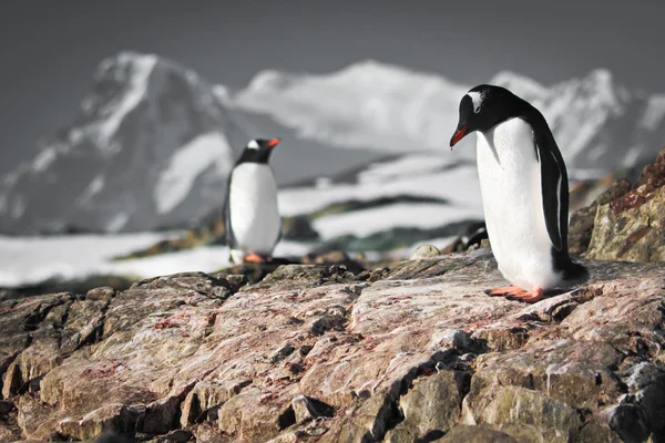 To pingviner som drømmer – stockfoto