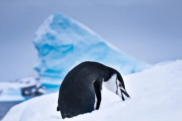 Pingüino blanco y negro — Foto de Stock