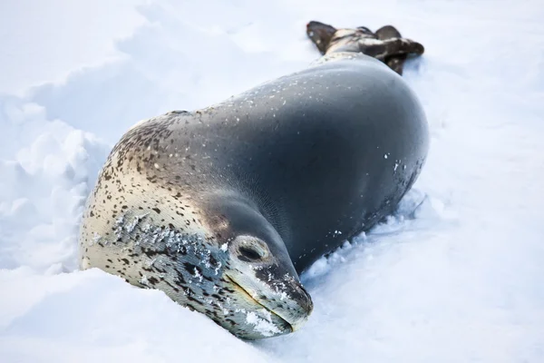灰色海豹 — 图库照片