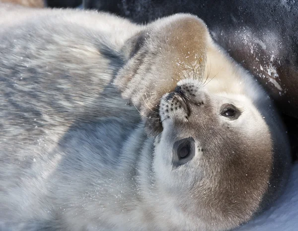 Yavru fokların — Stok fotoğraf