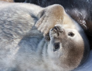 Baby seal clipart