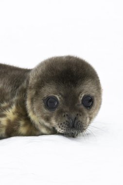 Baby seal clipart