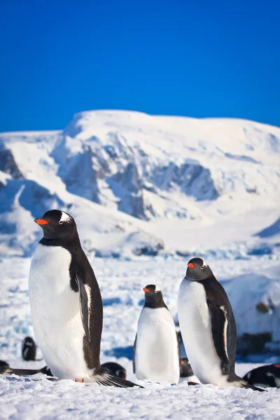 Tres pingüinos — Foto de Stock