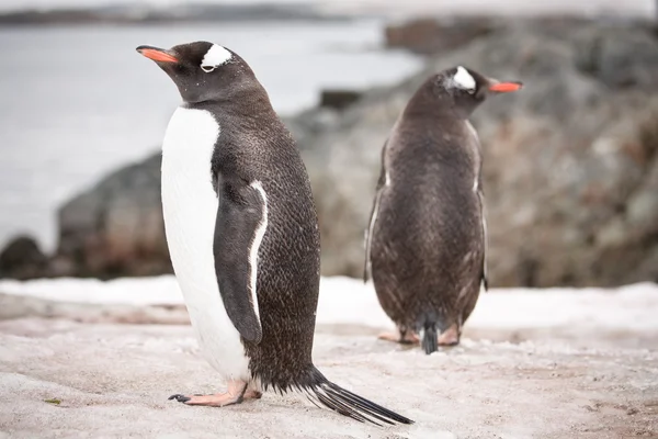 Due pinguini in Antartide — Foto Stock
