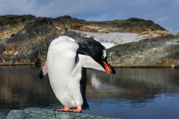 Pinguino sulle rocce — Foto Stock