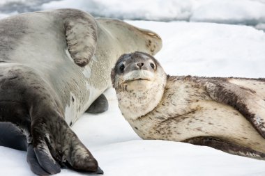 Baby seal clipart