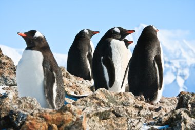 Penguins on rock clipart