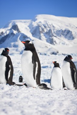 Penguins in Antarctica clipart