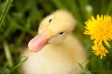 Small duckling clipart