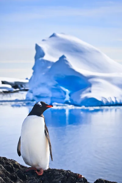 Pingüino en las rocas —  Fotos de Stock