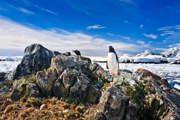 Tučňák chrání své hnízdo — Stock fotografie