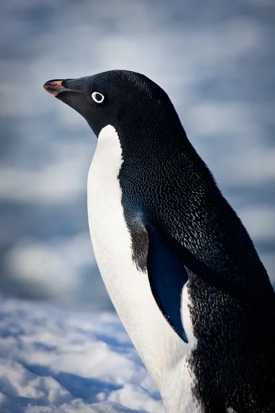 Чорно-білий пінгвін — стокове фото