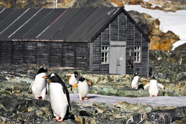 Пингвины в Антарктиде — стоковое фото