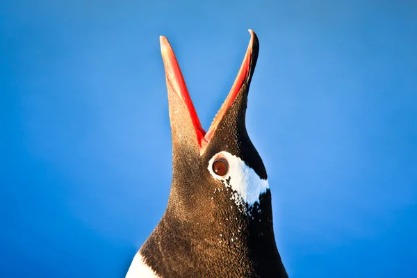 Pingvin az Antarktiszon — Stock Fotó