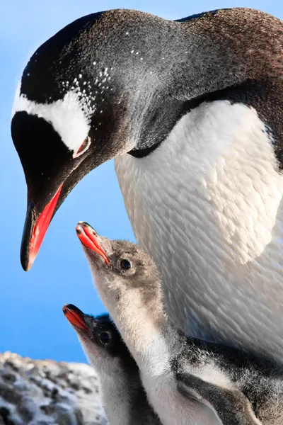 Penguin Family — Stockfoto