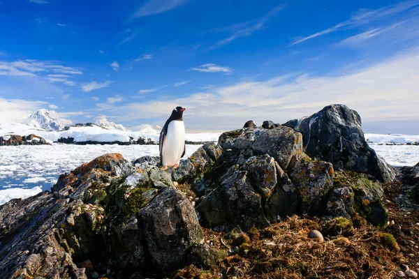 Pingvin skyddar sitt bo — Stockfoto