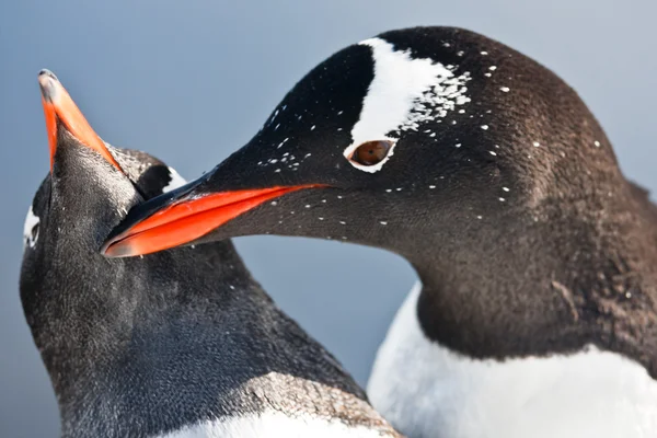 Twee pinguïns in antarctica — Stockfoto