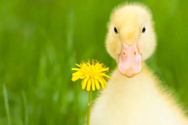 Little duckling — Stock Photo, Image