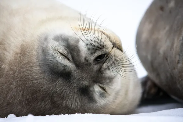 Baby seal dicht bij moeder — Stockfoto