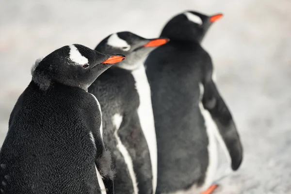 Trzy identyczne pingwiny — Zdjęcie stockowe