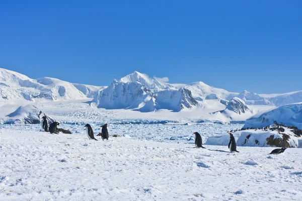 Um grande grupo de pinguins — Fotografia de Stock