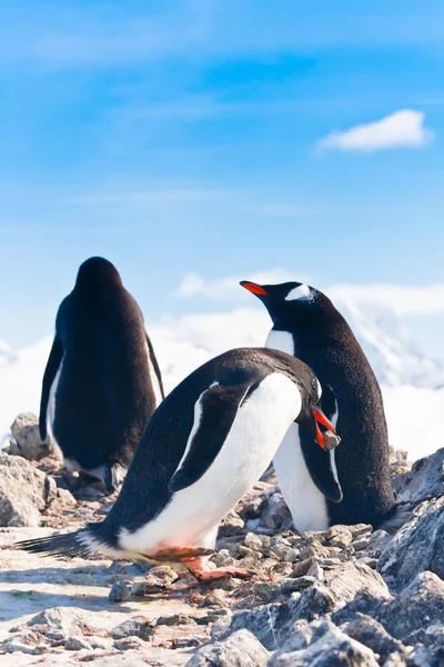 Pinguine auf einem Felsen — Stockfoto