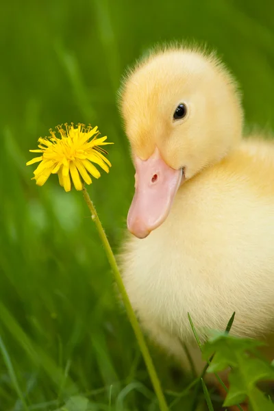 stock image Little duckling