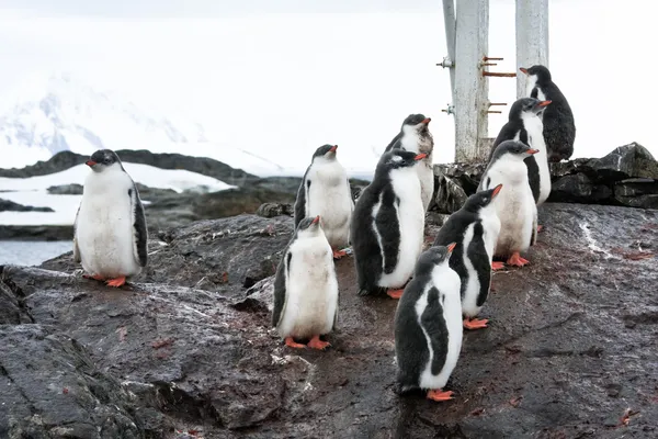 Grupo de pinguins — Fotografia de Stock