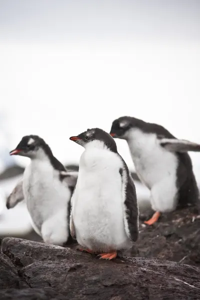 Tre pingviner — Stockfoto