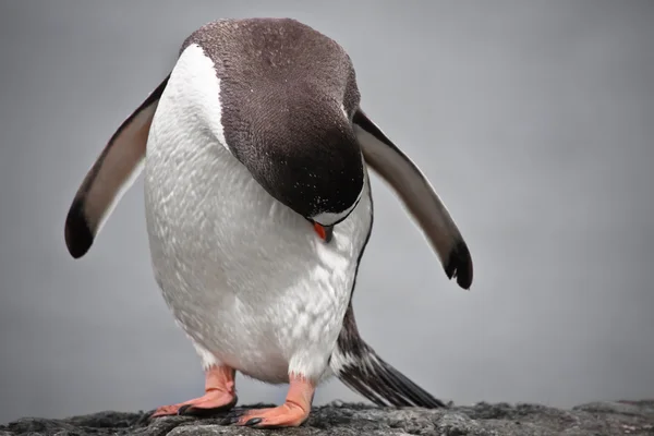 Pinguim sobre um pilar de pedra — Fotografia de Stock