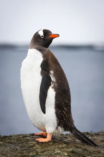 Pinguïn staande op een stenen zuil — Stockfoto