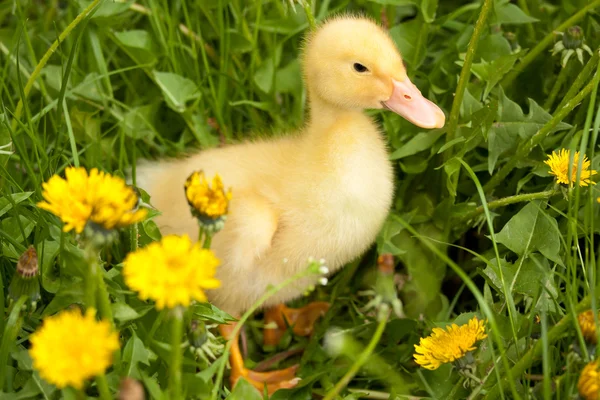 Small duckling — Stock Photo, Image