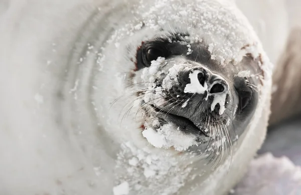 Сопливоносый тюлень — стоковое фото