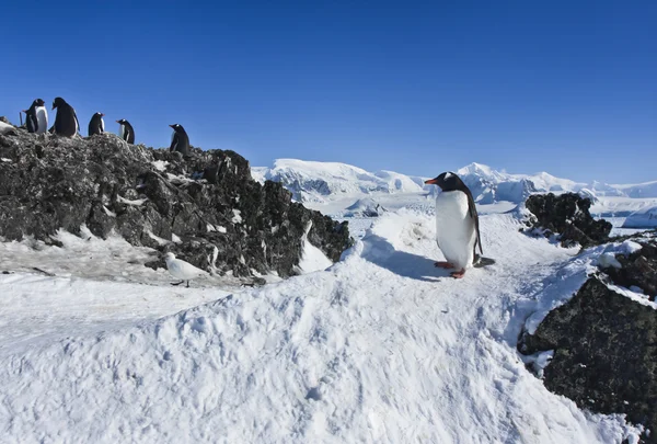 Csoport a pingvinek — Stock Fotó