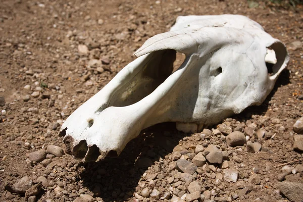 stock image Animal skull