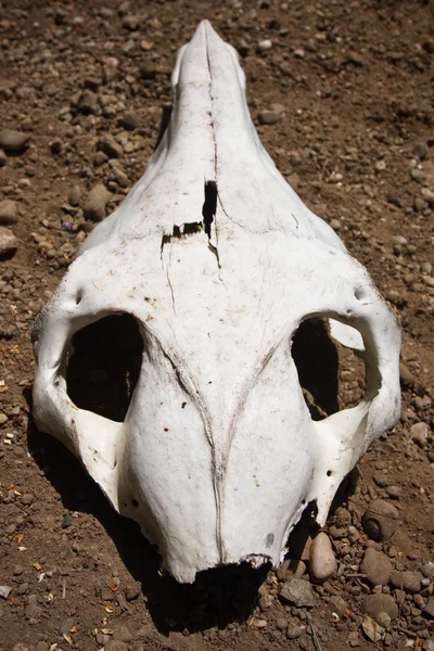 stock image Animal skull