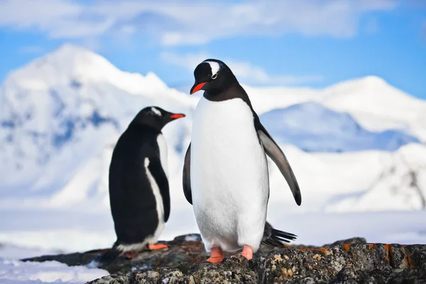 Пингвины мечтают на скале — стоковое фото