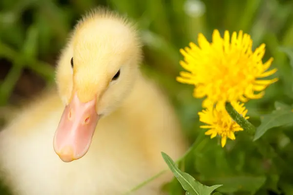 Stock image Small duckling