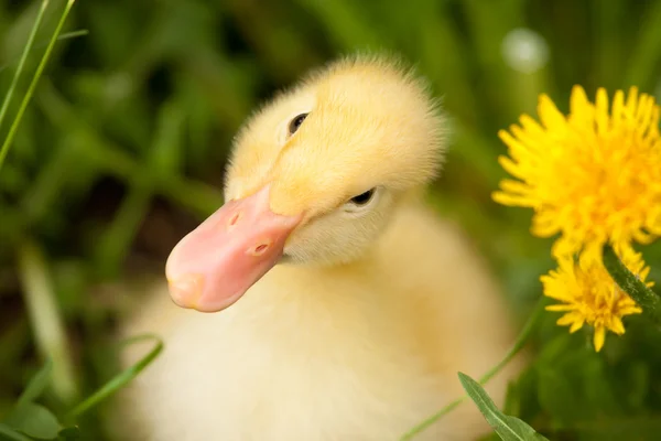 stock image Small duckling