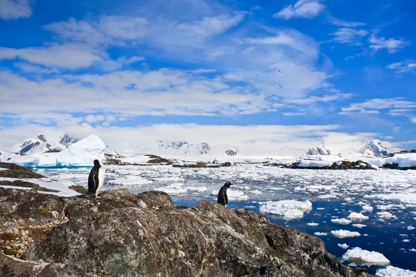 Pinguins em antártica Imagem De Stock