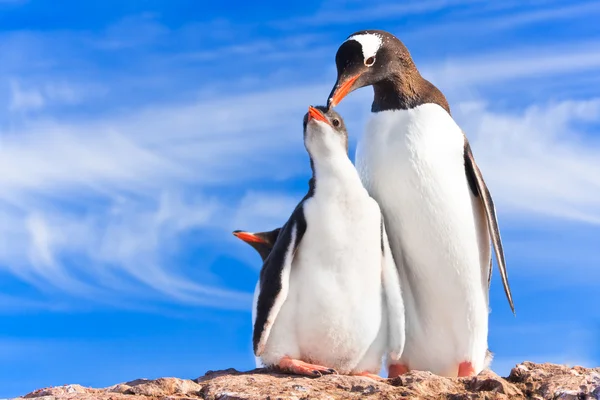Twee pinguïns in antarctica — Stockfoto