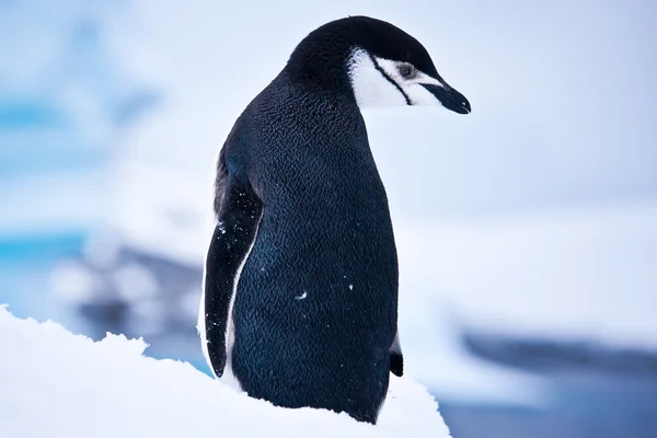 Zwart-wit pinguïn — Stockfoto