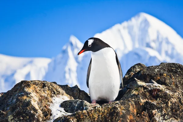 Pinguim nas rochas — Fotografia de Stock