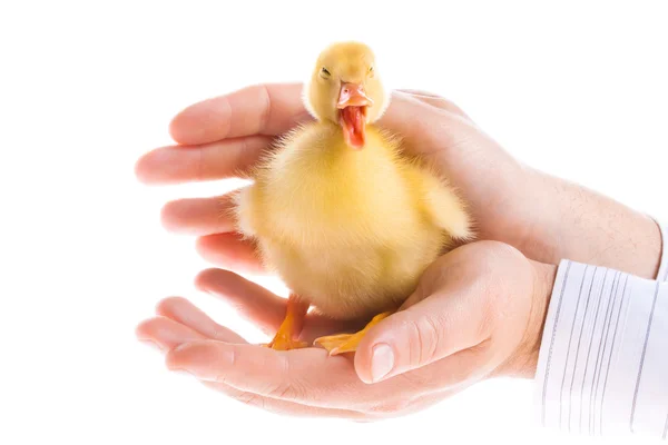 Küçük ördek yavrusu — Stok fotoğraf