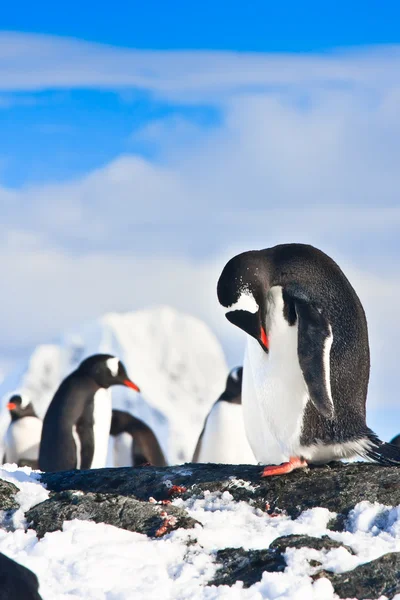 Pingviner på en klippa — Stockfoto