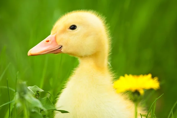 Little duckling — Stock Photo, Image
